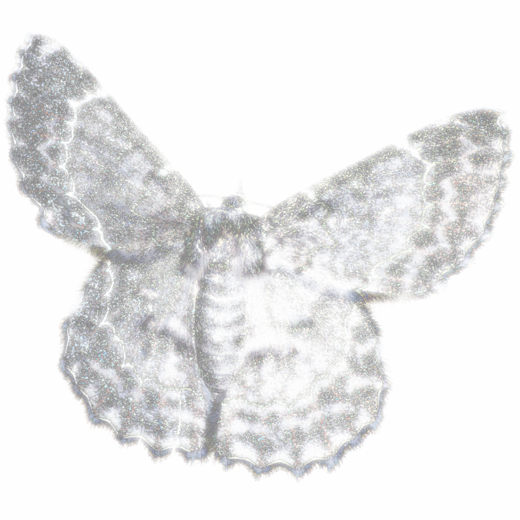 Moth
